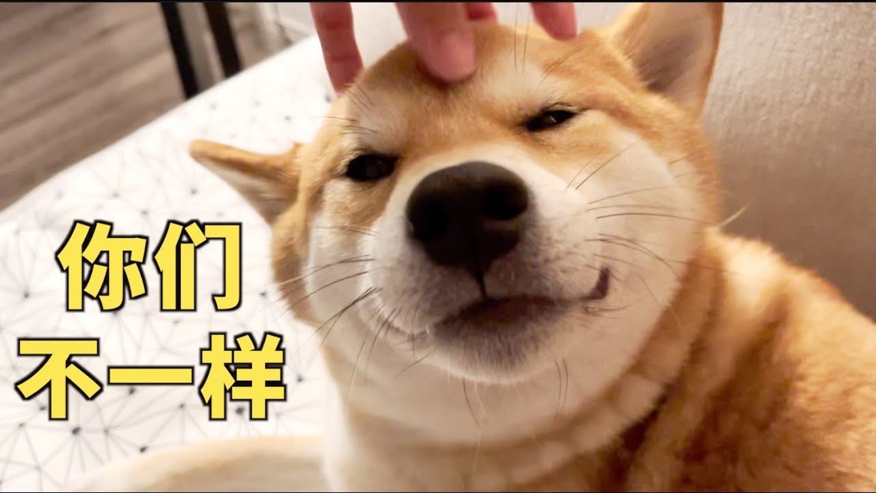 麻麻摸就开心 爸爸摸就龇牙 柴犬小woo竟有两幅面孔！