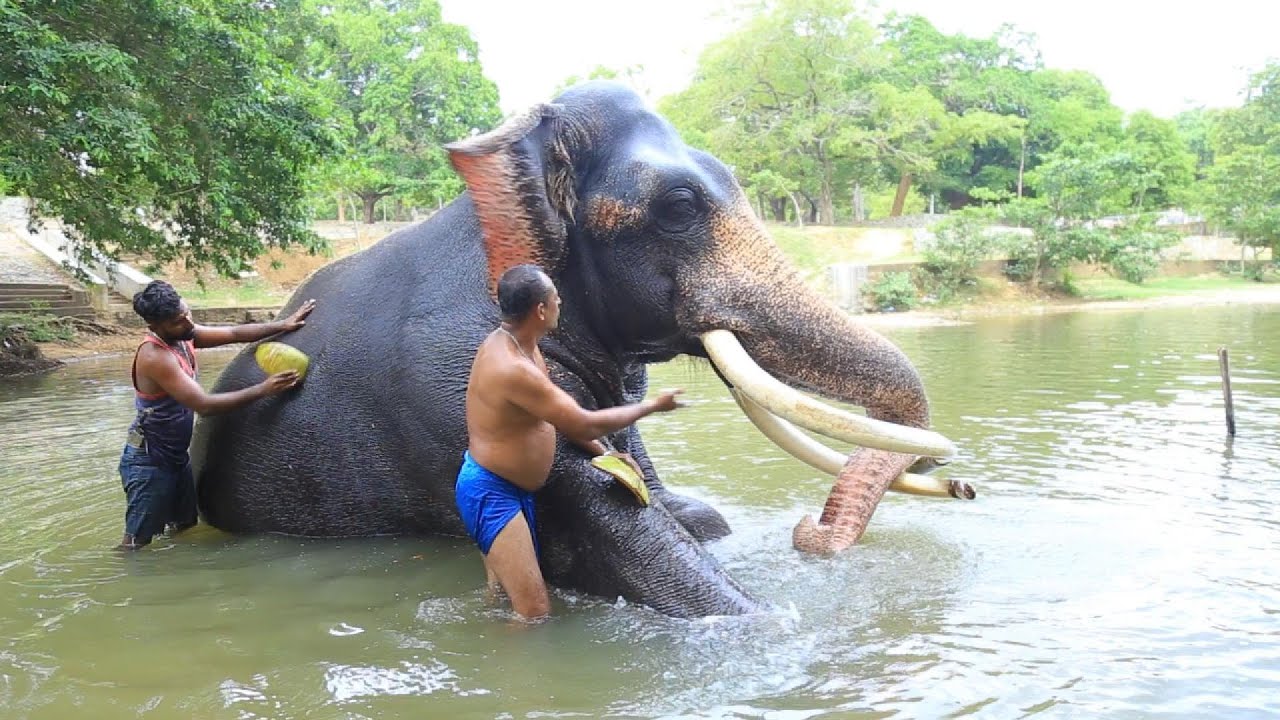 අජිත් මාම සිංහලෙන් කියන හැමදෛ්ම පොඩි දරුවෙක් වගේ කරන වාසනා