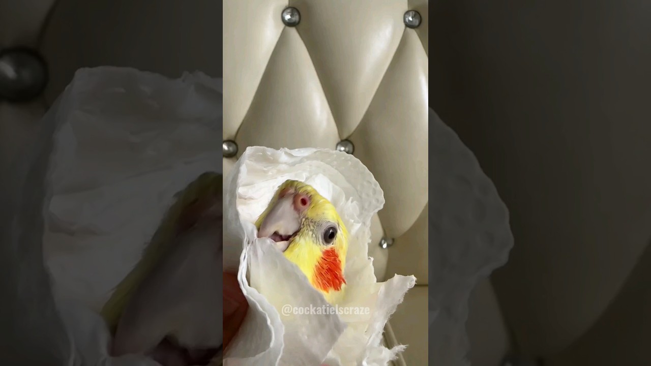 Adorable Cockatiel's Bath Time 😊 #cockatielscraze