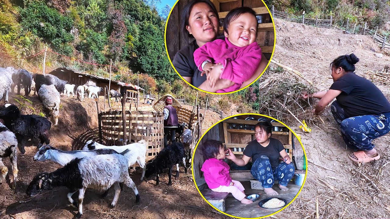Jina is working in field || Adhiraj herding sheep || Jonson enjoying with mom@pastorallifeofnepal