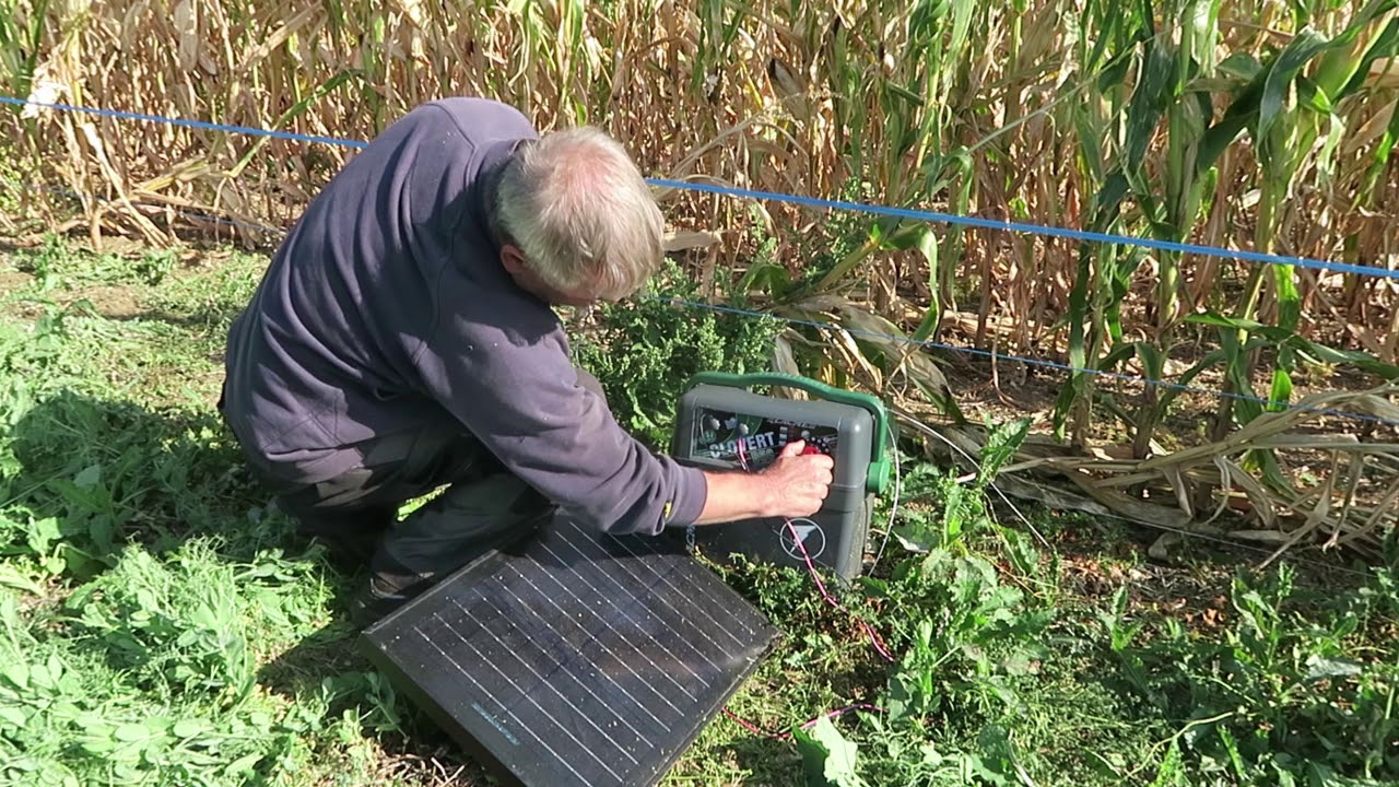 Clôture contre les sangliers
