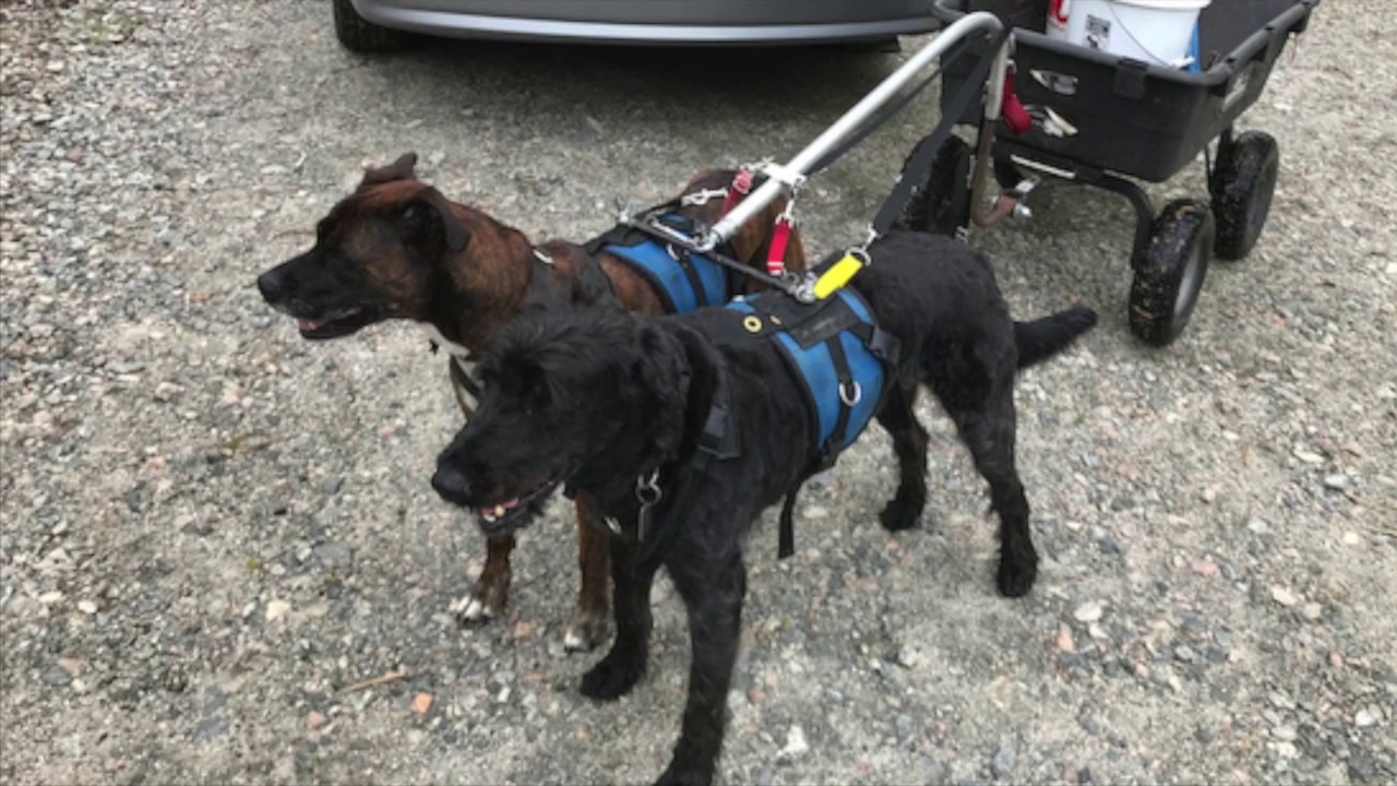 Dogs work in the Bamboo Grove