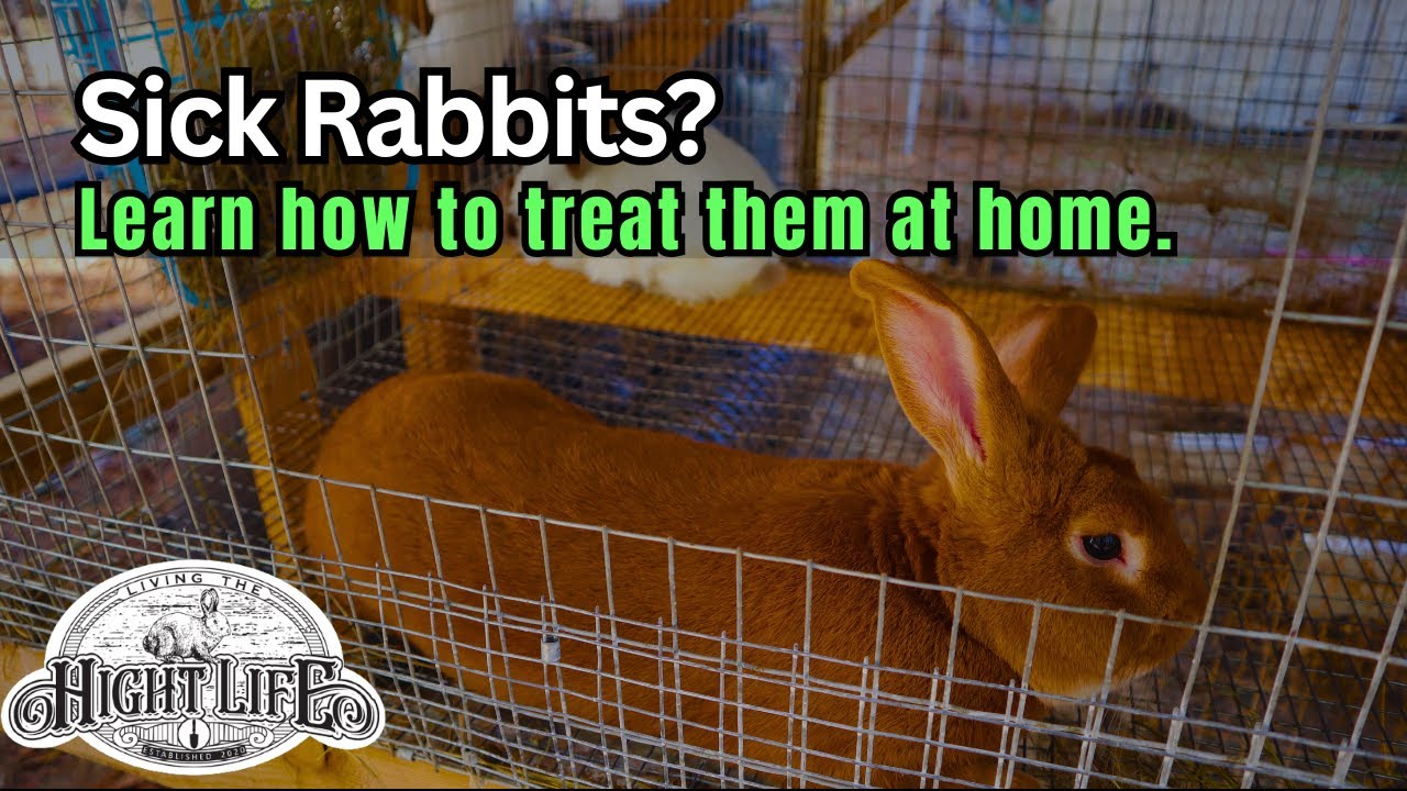 TOP 10 RABBIT ILLNESSES AND HOW TO TREAT THEM WITHOUT MEDS.