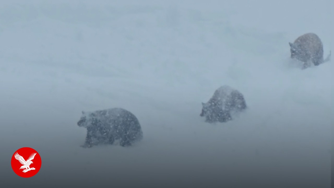 Video captures moment bear and cubs walk across busy ski run