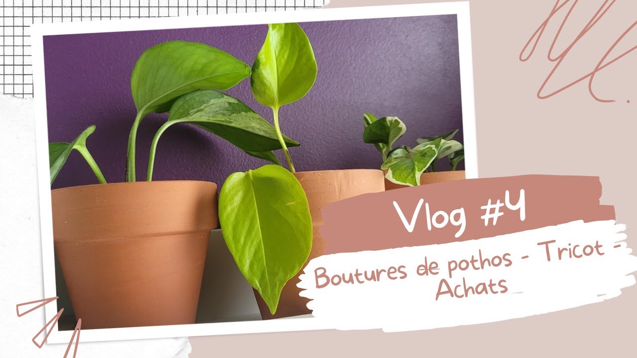 Vlog #4 - Boutures de Pothos -Tricot - Achats.