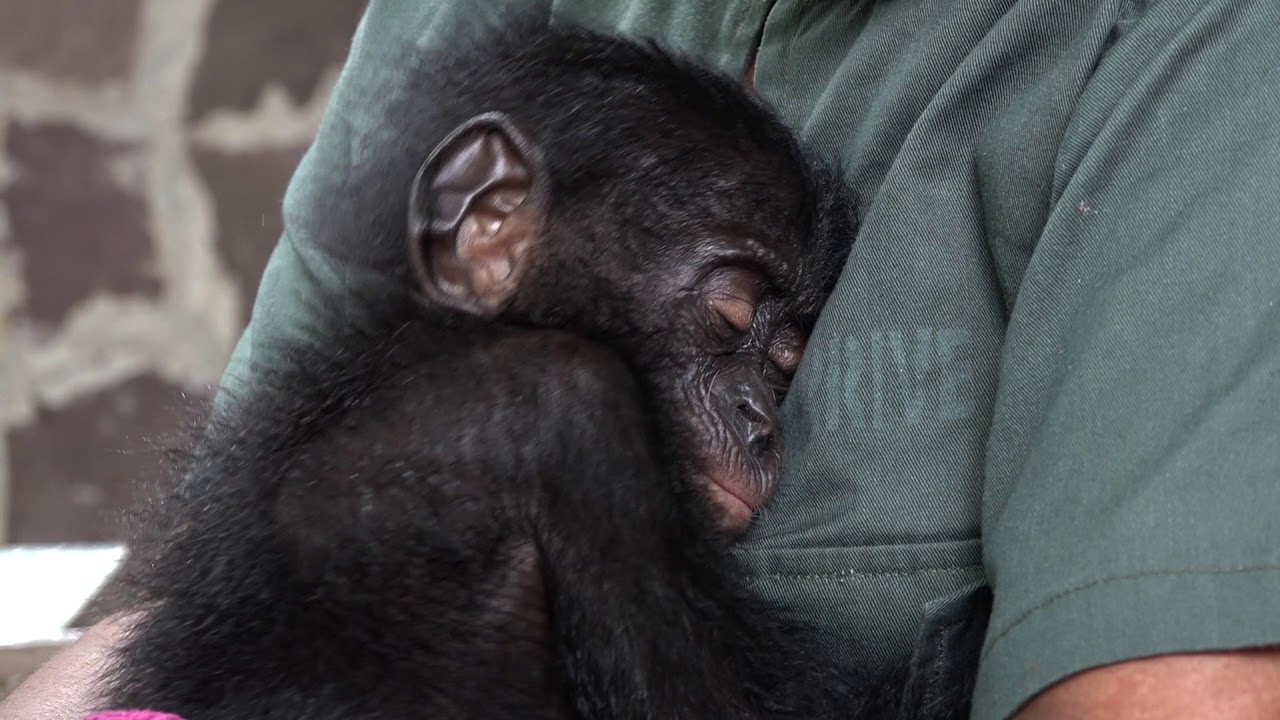 The health check of Balangala, an orphan bonobo