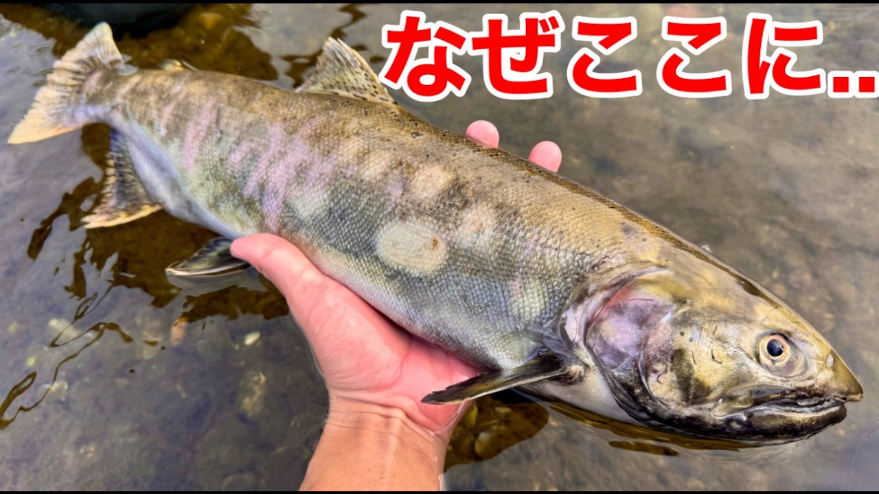 【異常事態】都市河川で繁殖している巨大マスを追って行くと…