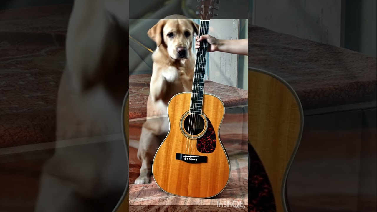 Cute Lab Dog Guitar बजाने लगा 😍🎸🐶 | Labrador Dog 