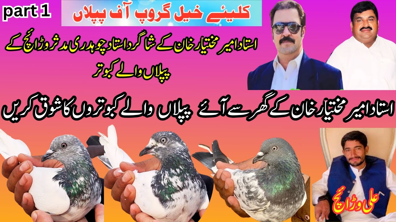 Piplan walay kabootar of ustad ch mudasar warraich and ali warraich from murala.part 1