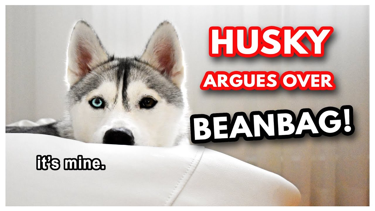 FUNNY HUSKY ARGUES over BEANBAG!