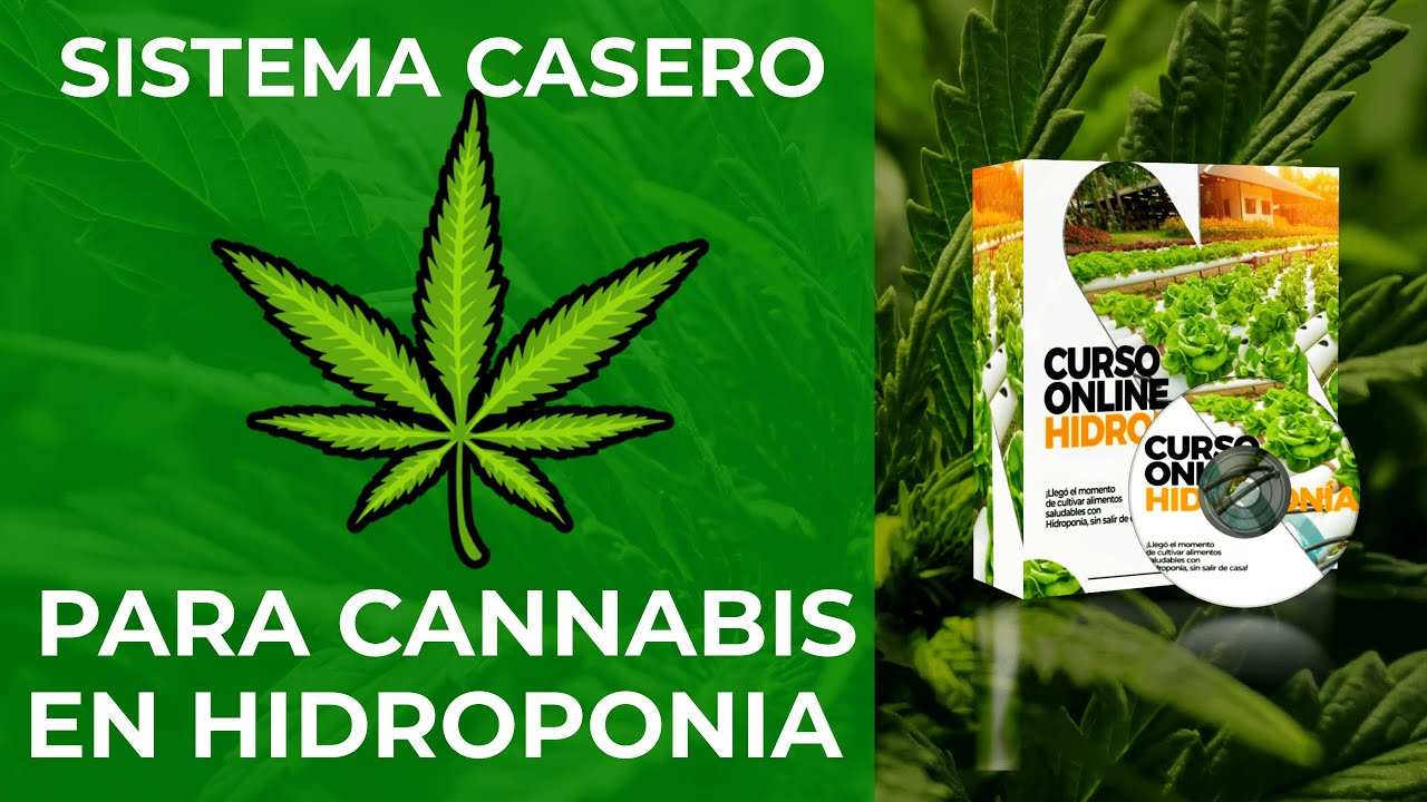 😎Sistema CASERO DWC para 🍀Cannabis en Hidropon&iacute;a.