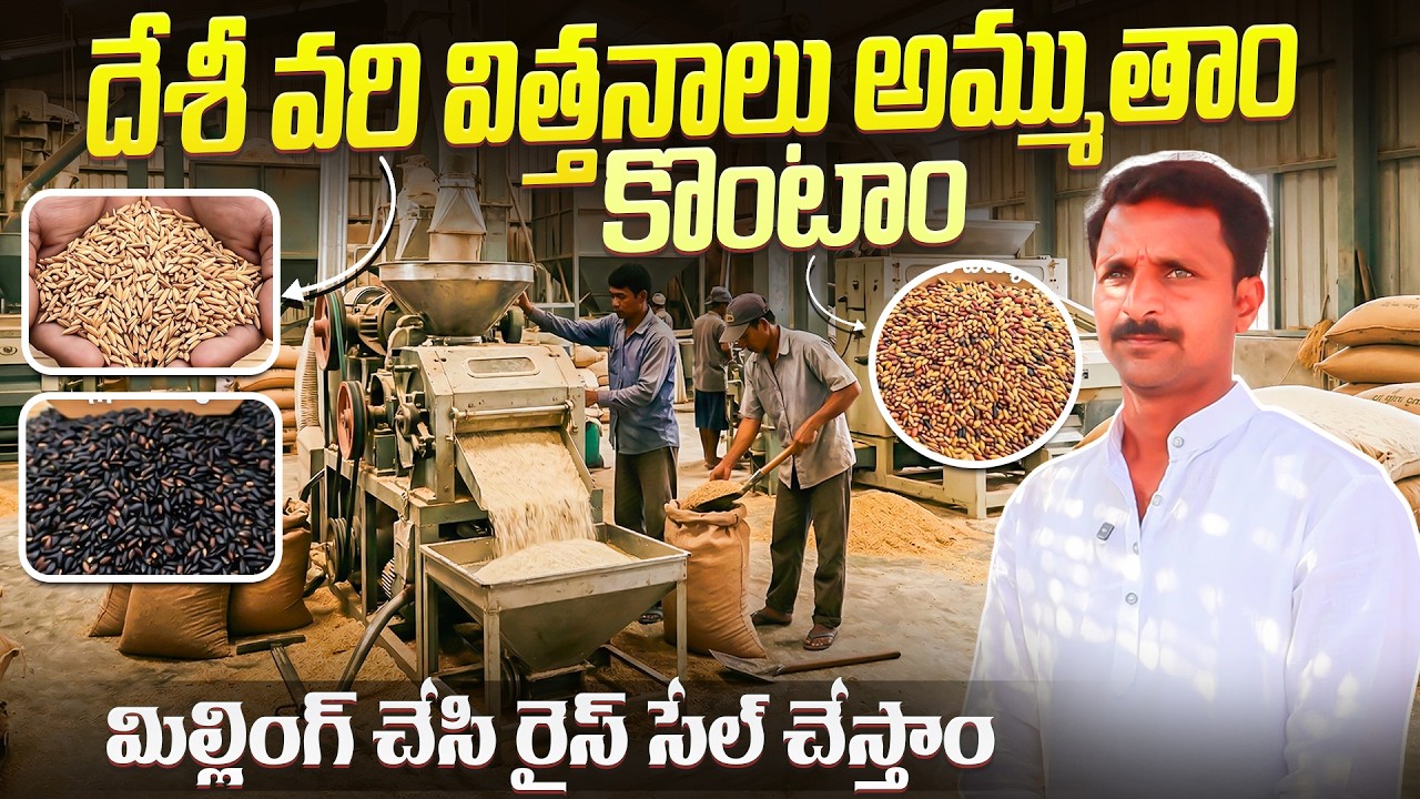 100 above variety's of paddy seeds | desi seeds festival