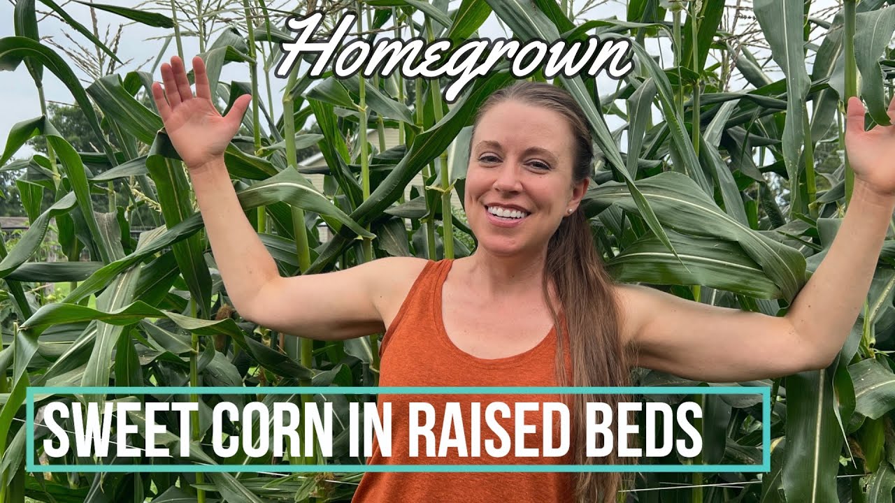 You Can Grow Lots of Sweet Corn in Raised Beds