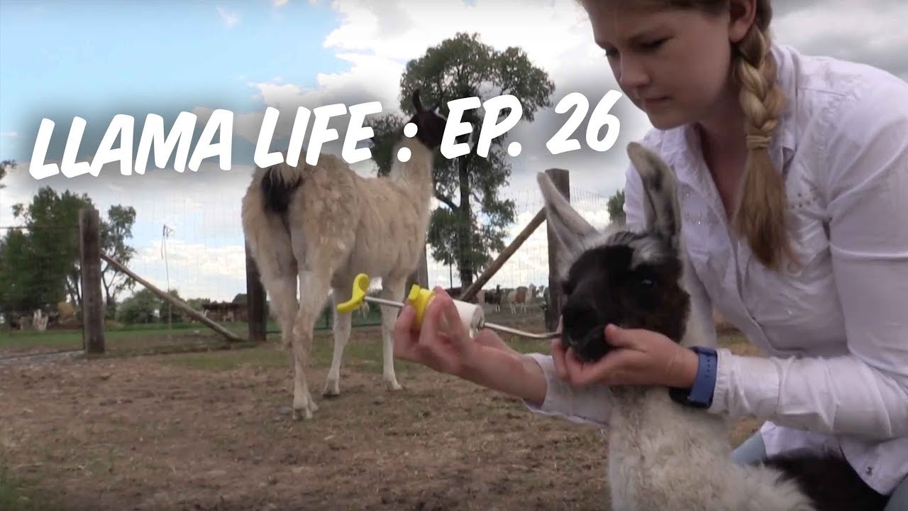 Feeding Baby Llamas and Building Fence - Ep.26 - Llama Life