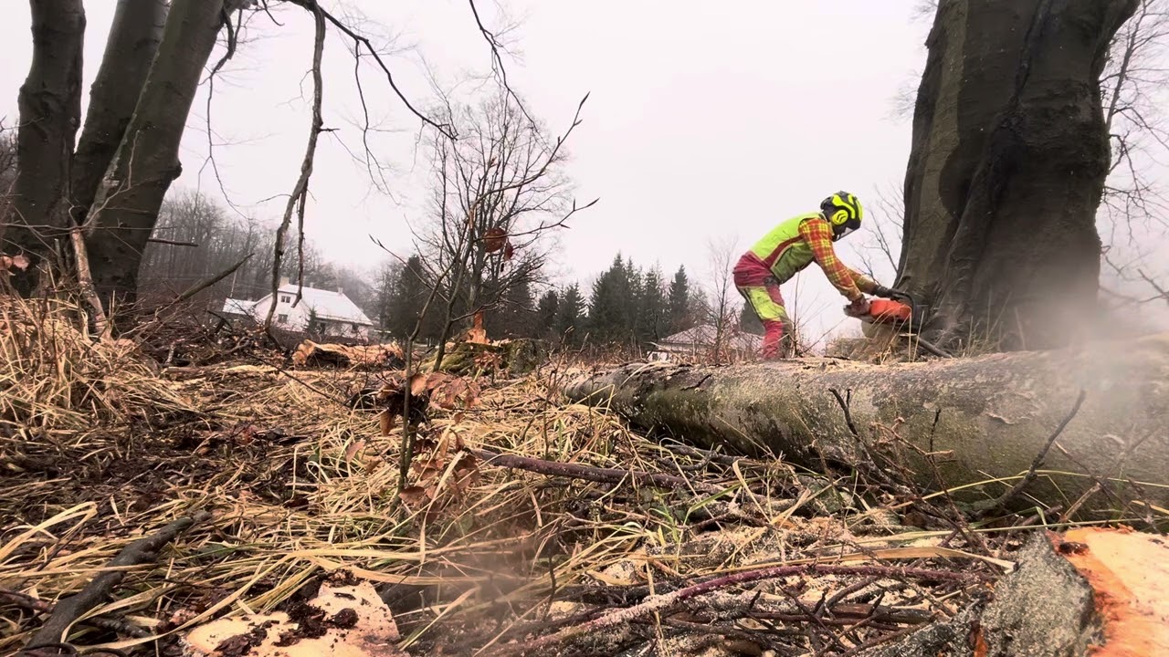 Ťažba v lese extremni buk 12m3 Stihl 462cm