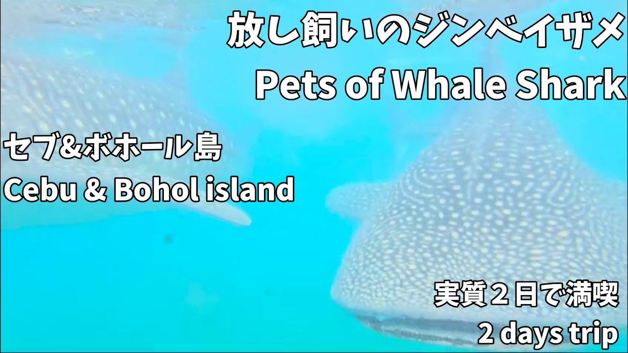 【フィリピン】セブ島とその仲間たち ~ Cebu & Bohol, Philippines ~