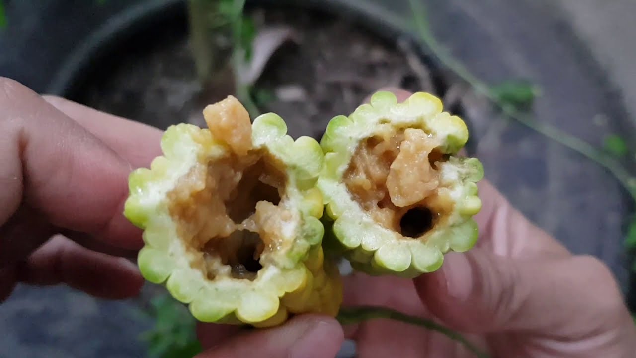 Bitter gourd fruit turning yellow - How to solve | Real Organic