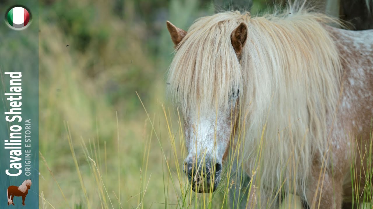 Cavallino Shetland, il pony nativo più piccolo del mondo, Origine delle razze