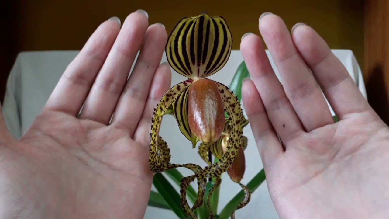 阿北玩植物 拖鞋蘭 仙履蘭 鞋后 paph. sanderianum