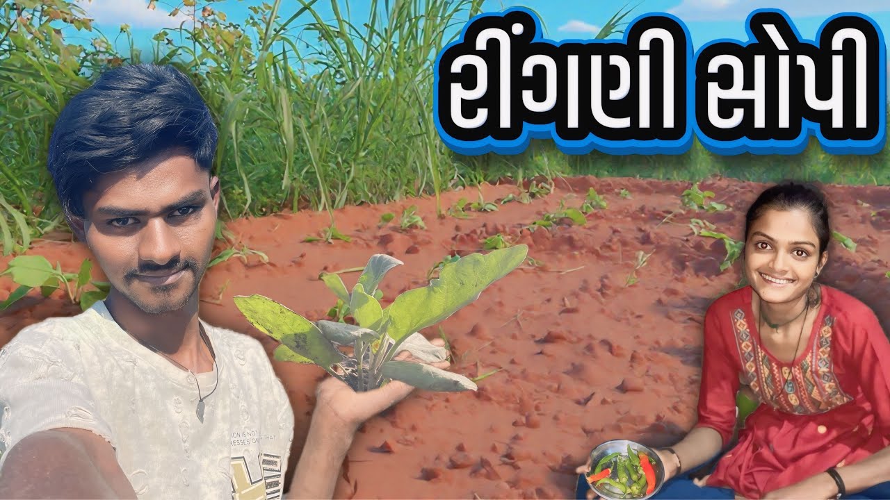 Finally રીંગણી સોપી દિધી 🌱 | Ringani Sopi Didhi |  Bagan Farming Work | Village Lifestyle Vlogs |