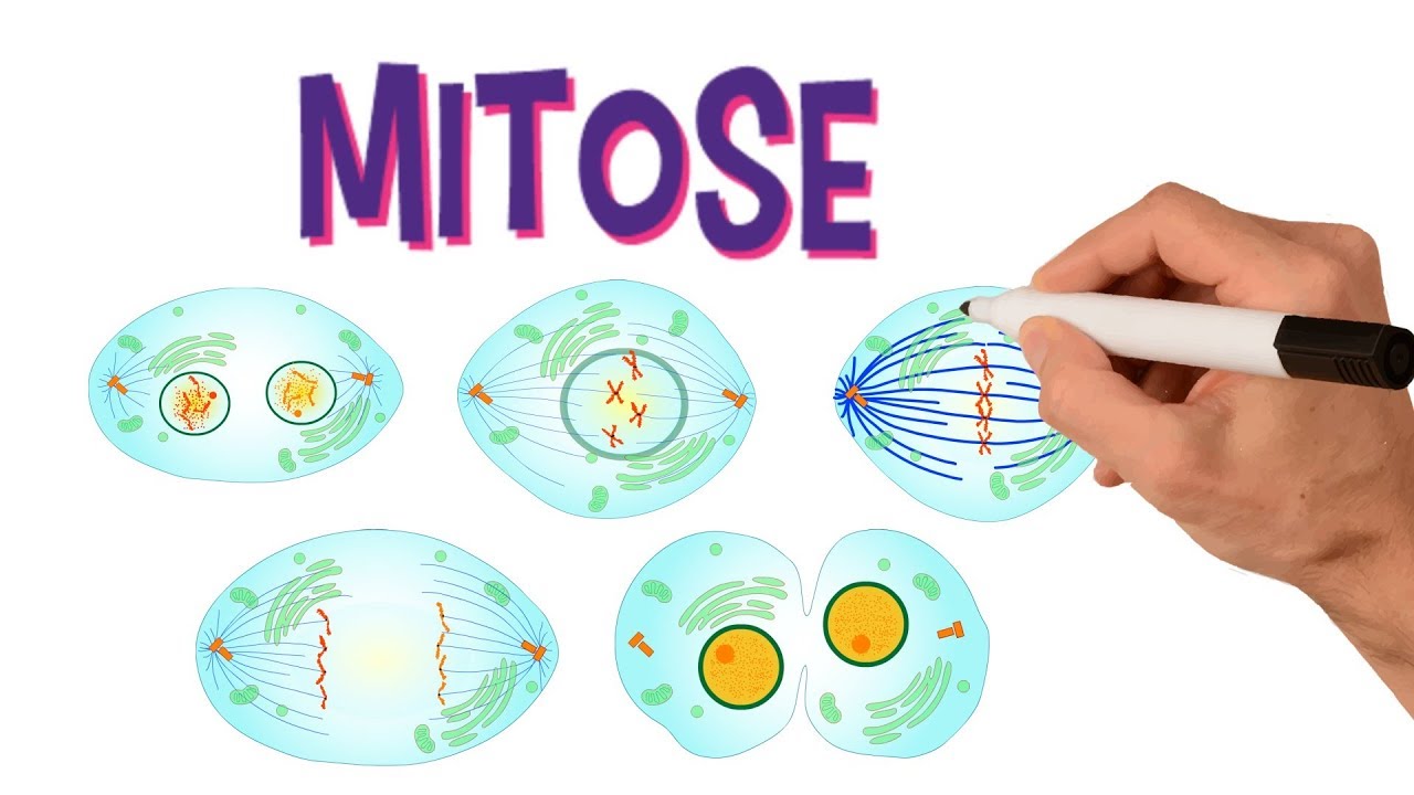 ✅ FASES DA MITOSE | DIVIS&Atilde;O CELULAR