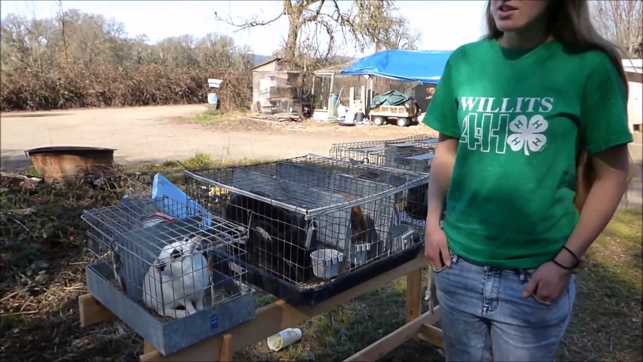 How to do an ARBA Breed ID Competition with Lost Brundage Rabbitry