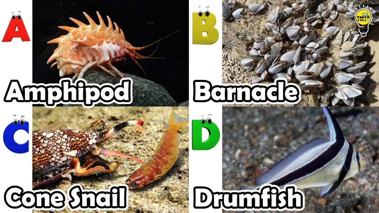Amazing sea animals | ABC Sea Animals song | English and Animals for Kids #amphipod