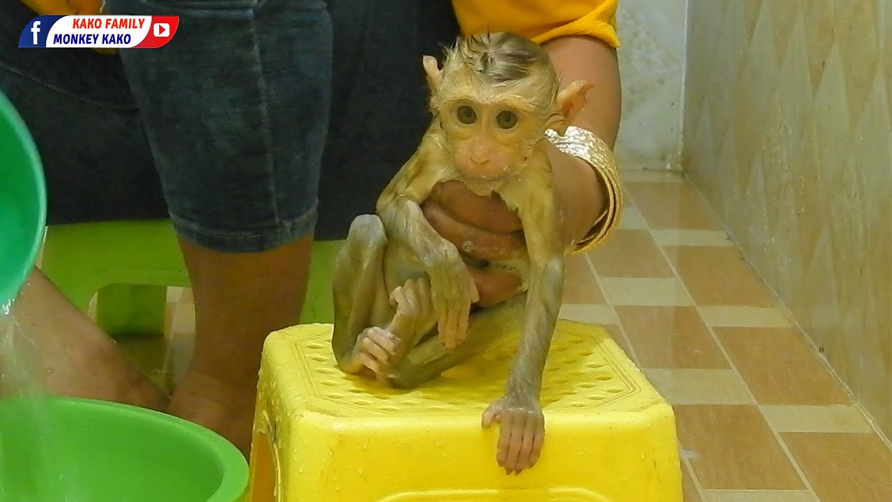 Kako Family | Tiny Baby Olly Taking Bath On Yellow Chair