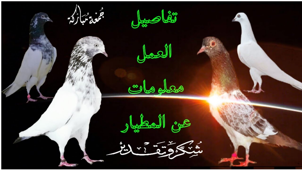 تفاصيل عن العمل معلومات عن المطيار رابط الكروب مع صفحتي على الفيس أسفل الفيديو وفي التعليق المثبت❣️