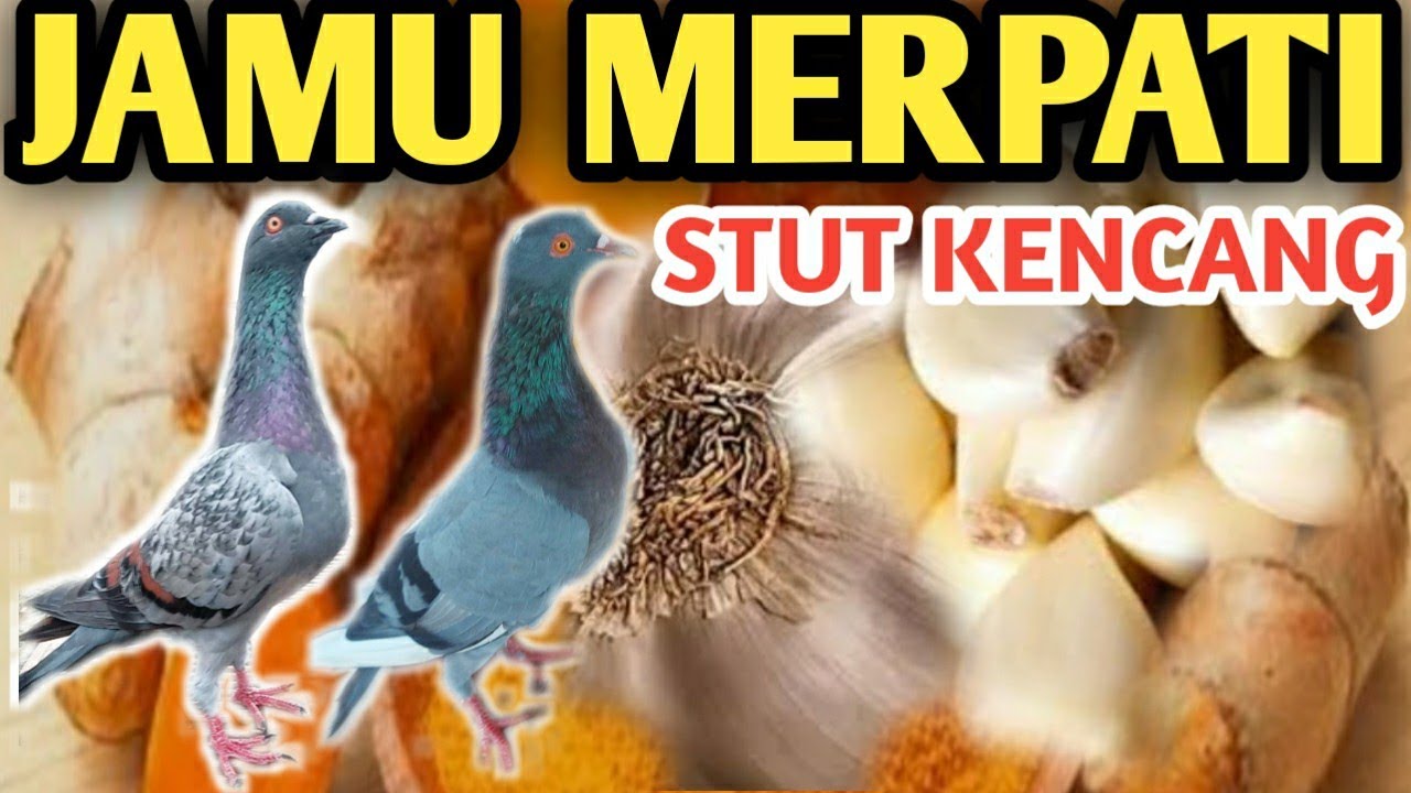MEMBUAT JAMU MERPATI AGAR STUT KENCANG GIRING KERAS ‼️ JAMU JAPATI STUT KENCANG