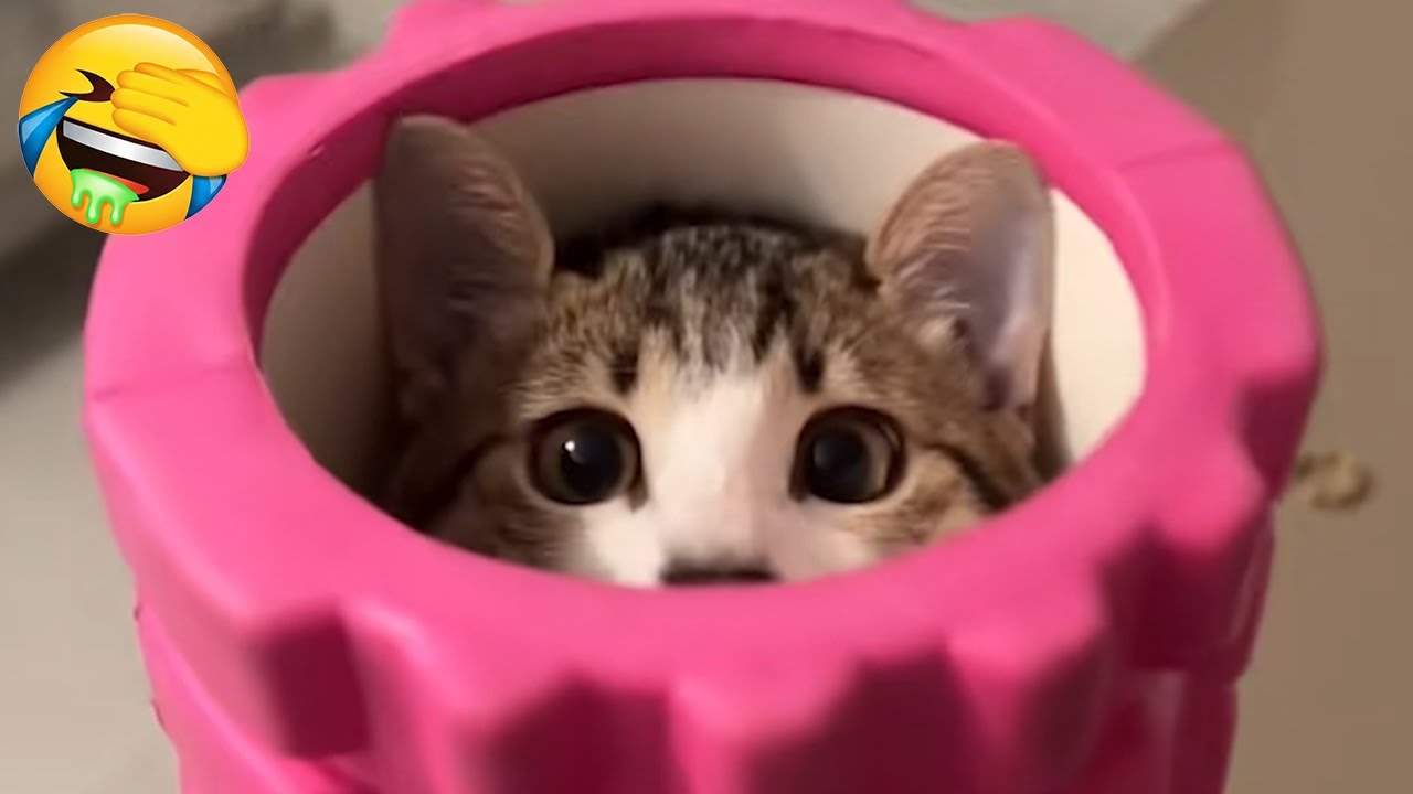 New Funniest Cats Videos 😼Try Not To Laugh😜Daily Serving of Internet Cats Part 11