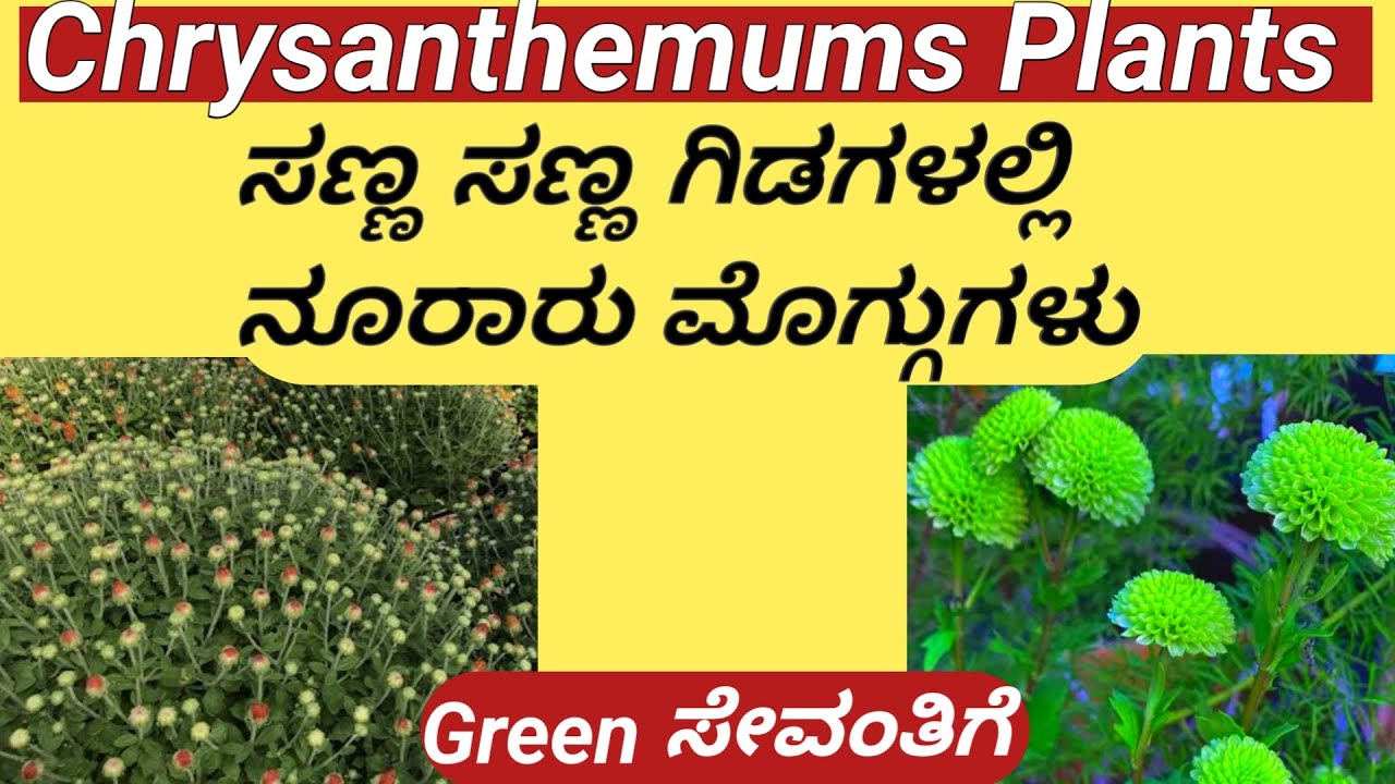 How to grow chrysanthemums //ನನ್ನ ಸೀಕ್ರೆಟ್ ಟಿಪ್ಸ್  //ಸಣ್ಣ ಗಿಡದಲ್ಲಿ ನೂರಾರು  ಮೊಗ್ಗುಗಳು