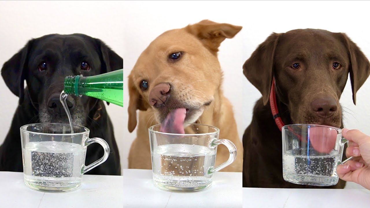 3 Labradors Try Sparkling Water For The First Time! (Hilarious Dog Reactions)