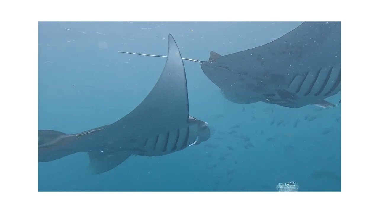 Palau Siren - Liveaboard Adventure Palau 2024