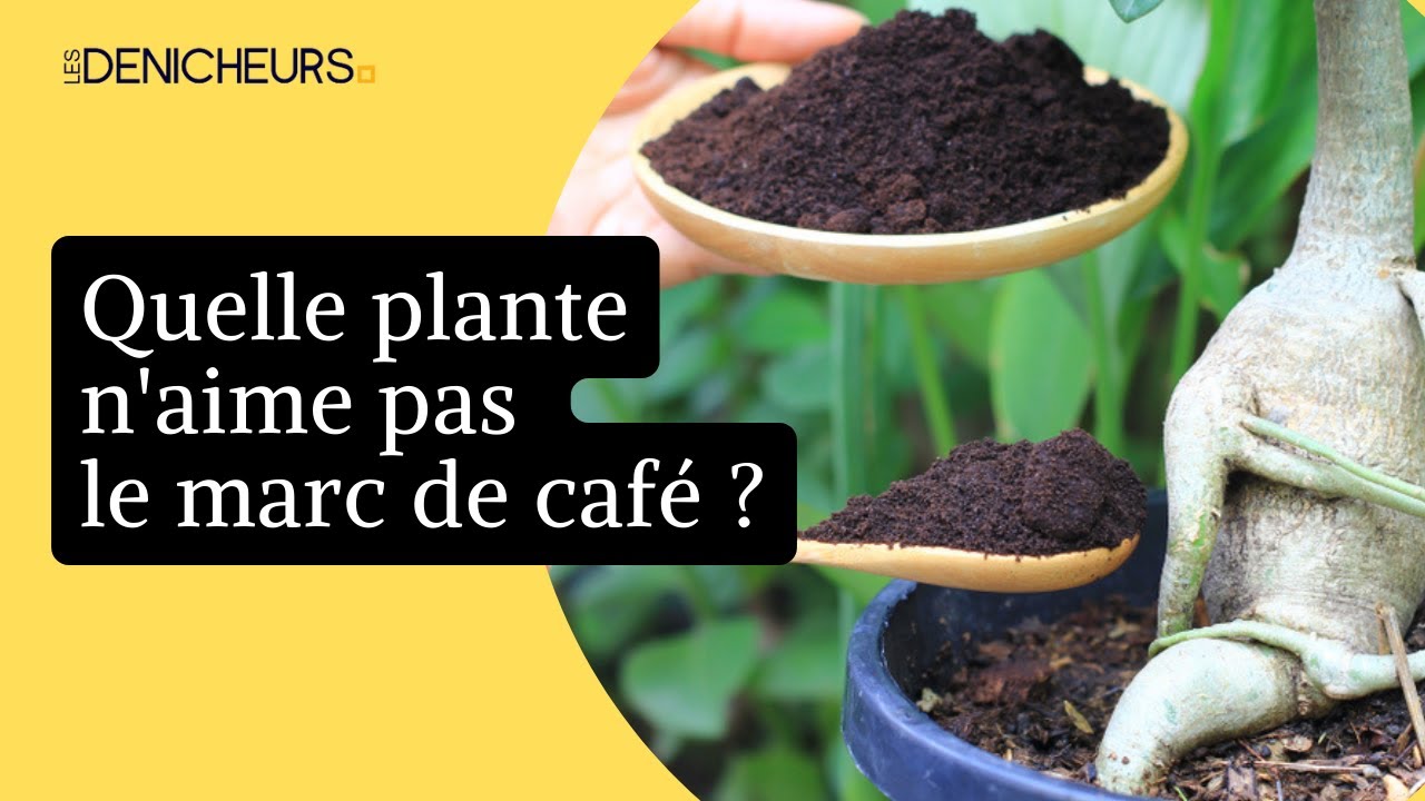 🌱Quelle plante n'aime pas le marc de caf&eacute; ☕