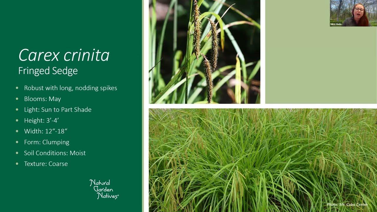 Carex Spotlight: Insights from the Mt  Cuba Report