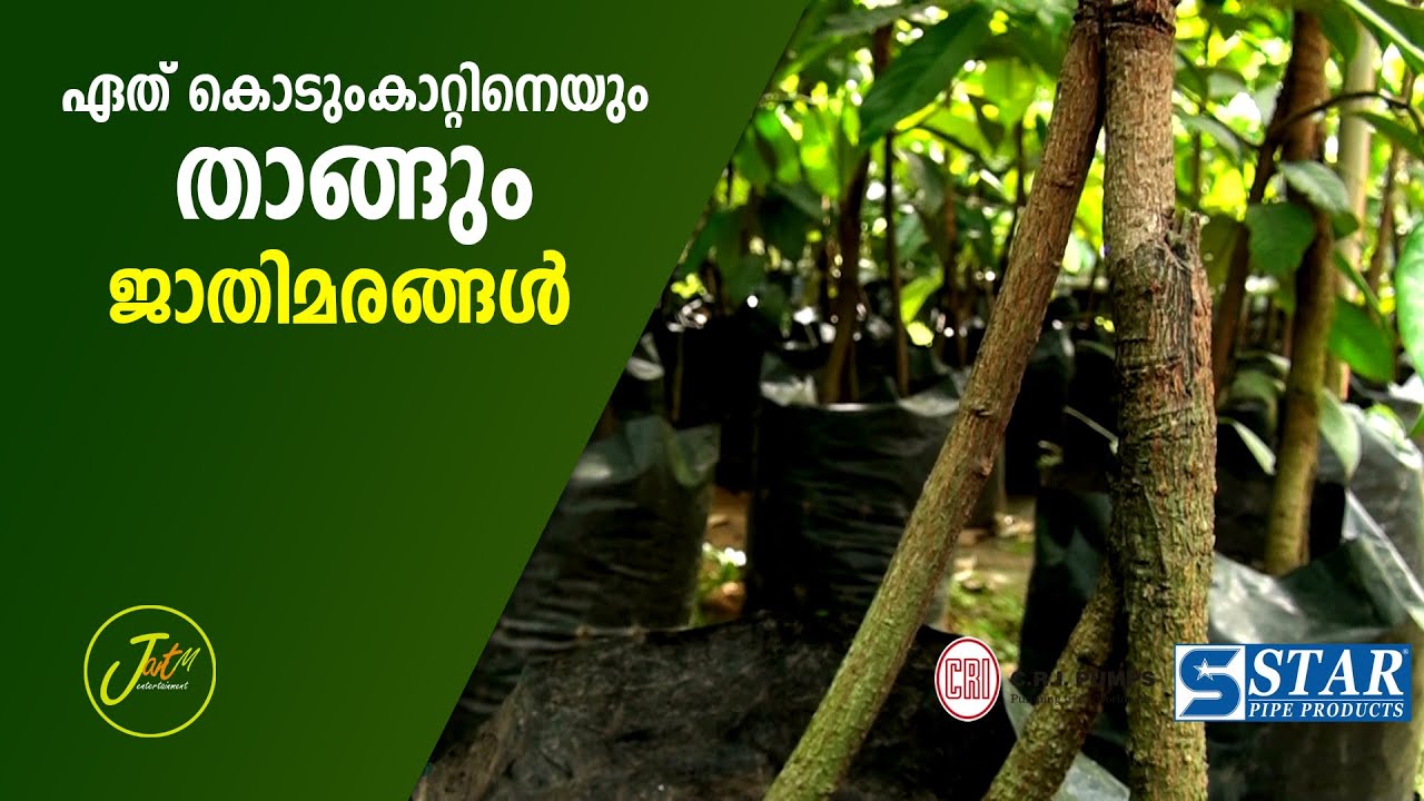 ജാതിമരങ്ങൾക്കു കരുത്തു കൂടുതലായി വേണോ ???