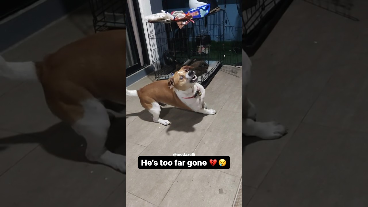 Coco Back Onnat Dog Food 💔