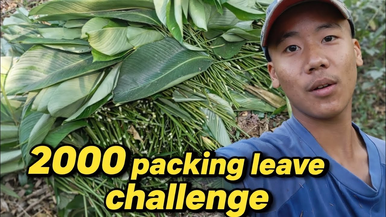 “Packing fresh leaves from our village — simple life, pure nature, real work 🌿”
