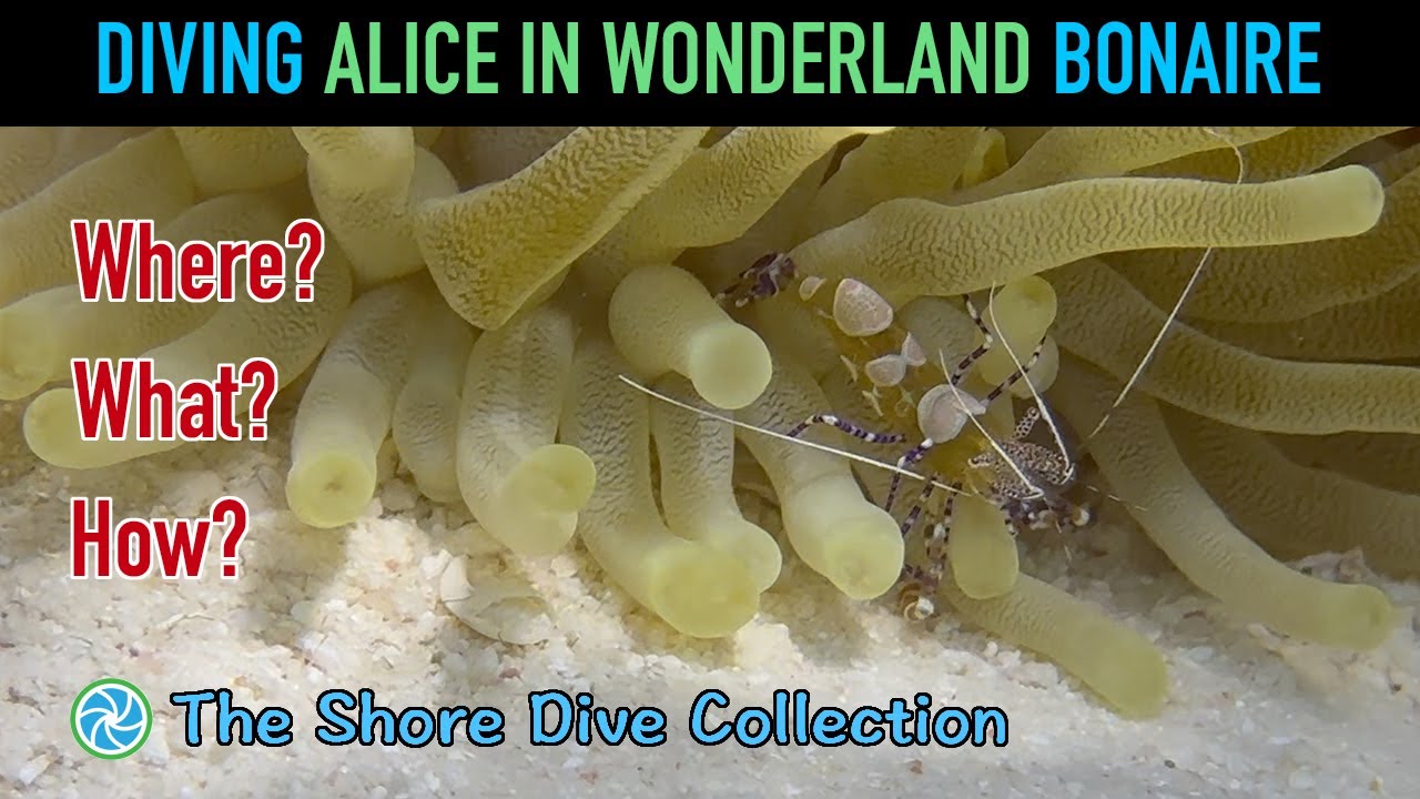 Diving Alice In Wonderland Bonaire | The Shore Dive Collection | TropicLens - 4K