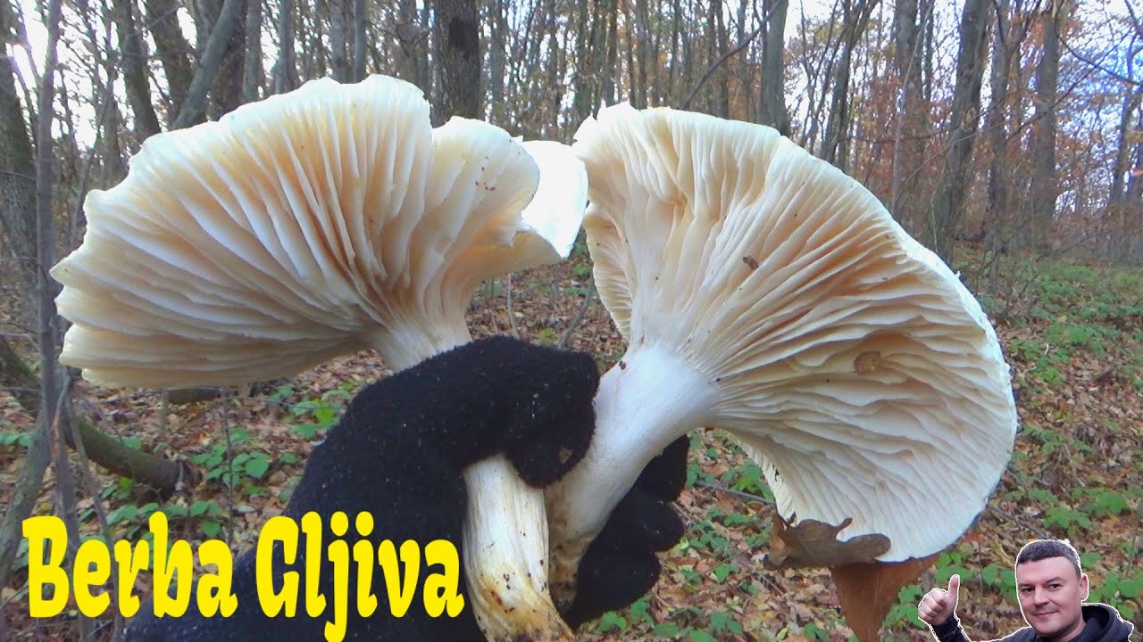Berba Gljiva - Decembar  - Suha Puževica - Hygrophorus penarius