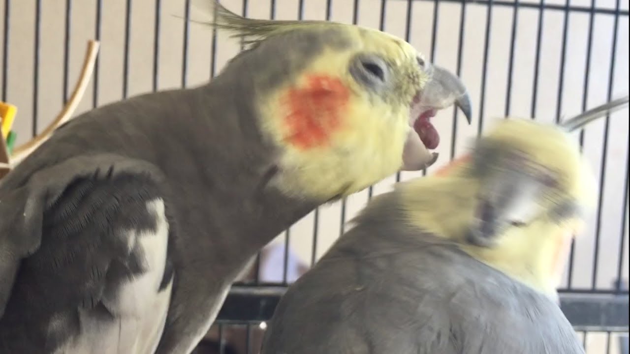 Family Birbs