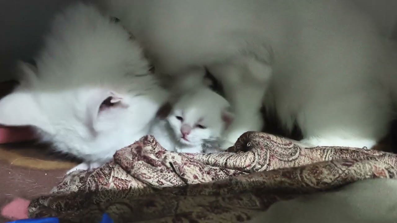 Persian cat with her kittens | #persiancat #viralvideos #trending #catvideos #cutecat #cute #kittens