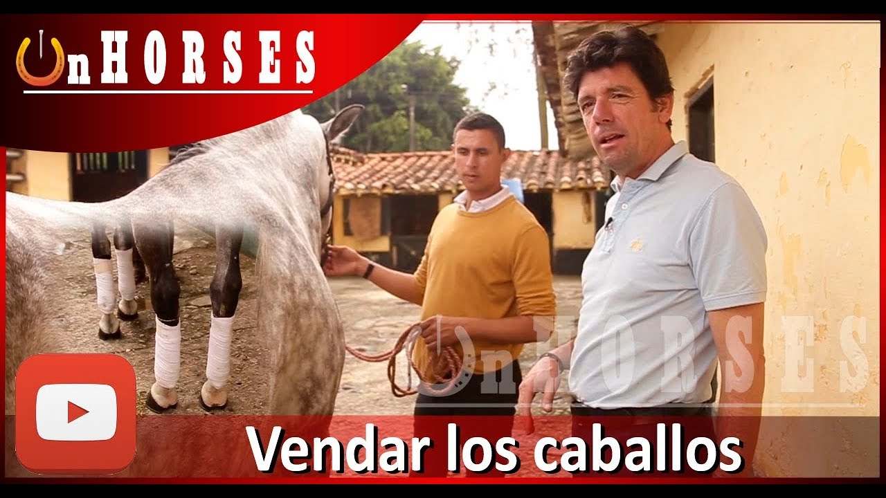 Cómo y por qué vendar su caballo para entrenar, por Rafael Ortiz