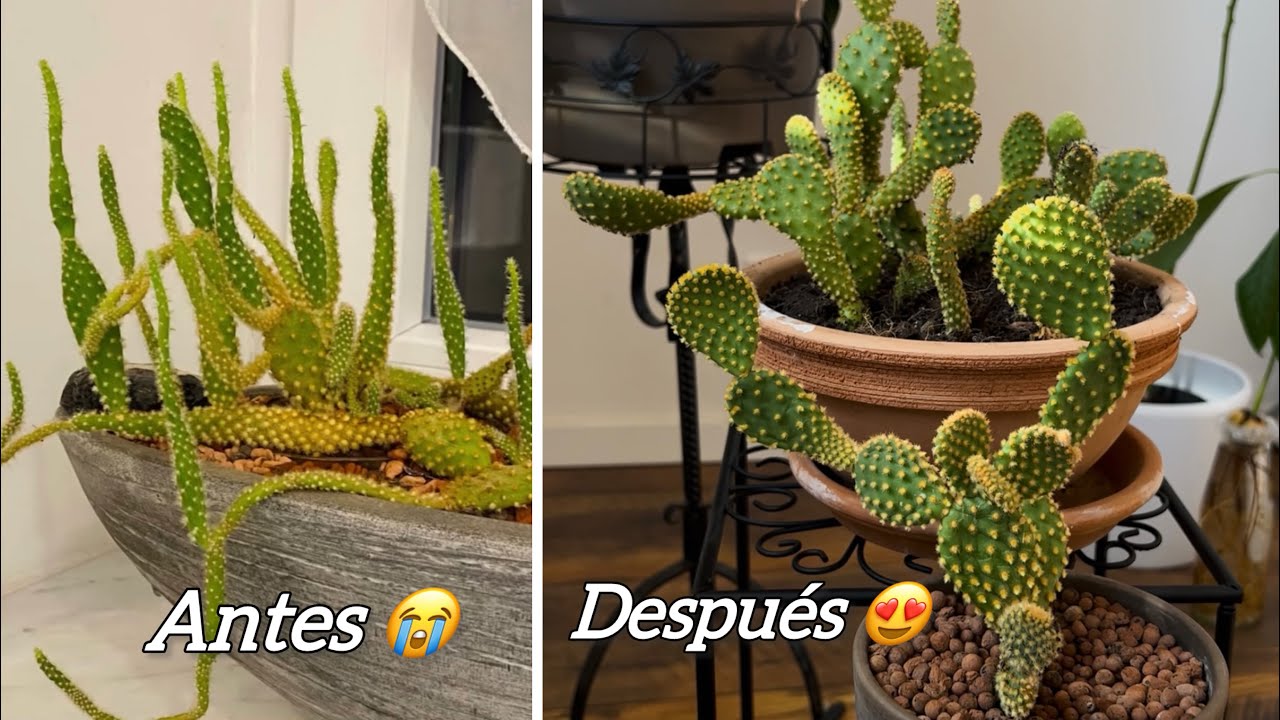 Cómo recuperar un cactus opuntia deformado con DOS SIMPLES PASOS (Etiolación)