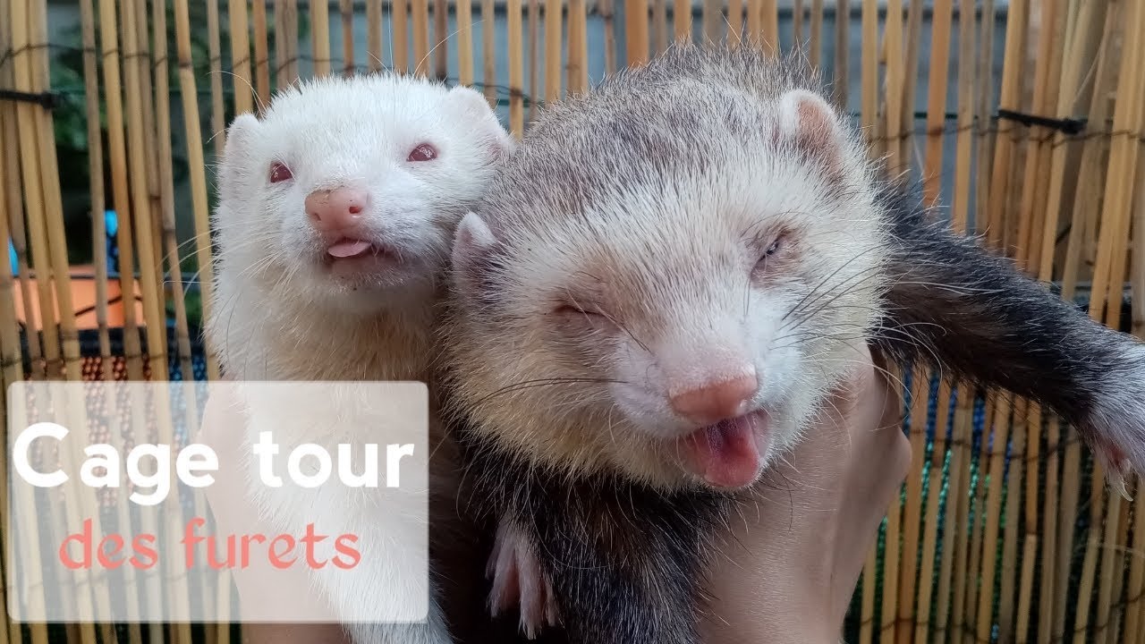 PARC TOUR DES FURETS !