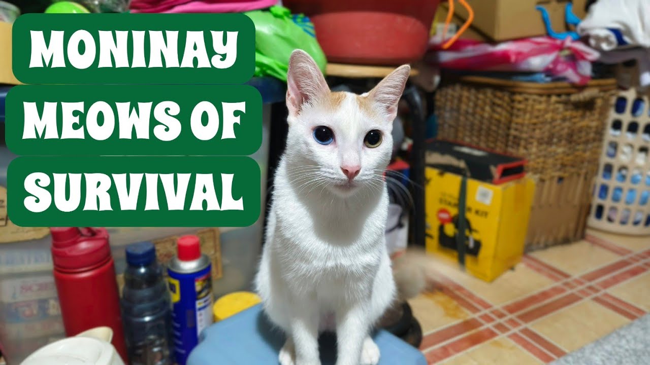 Live Feeding of Our Rescued Cat & Our Plea for Hope