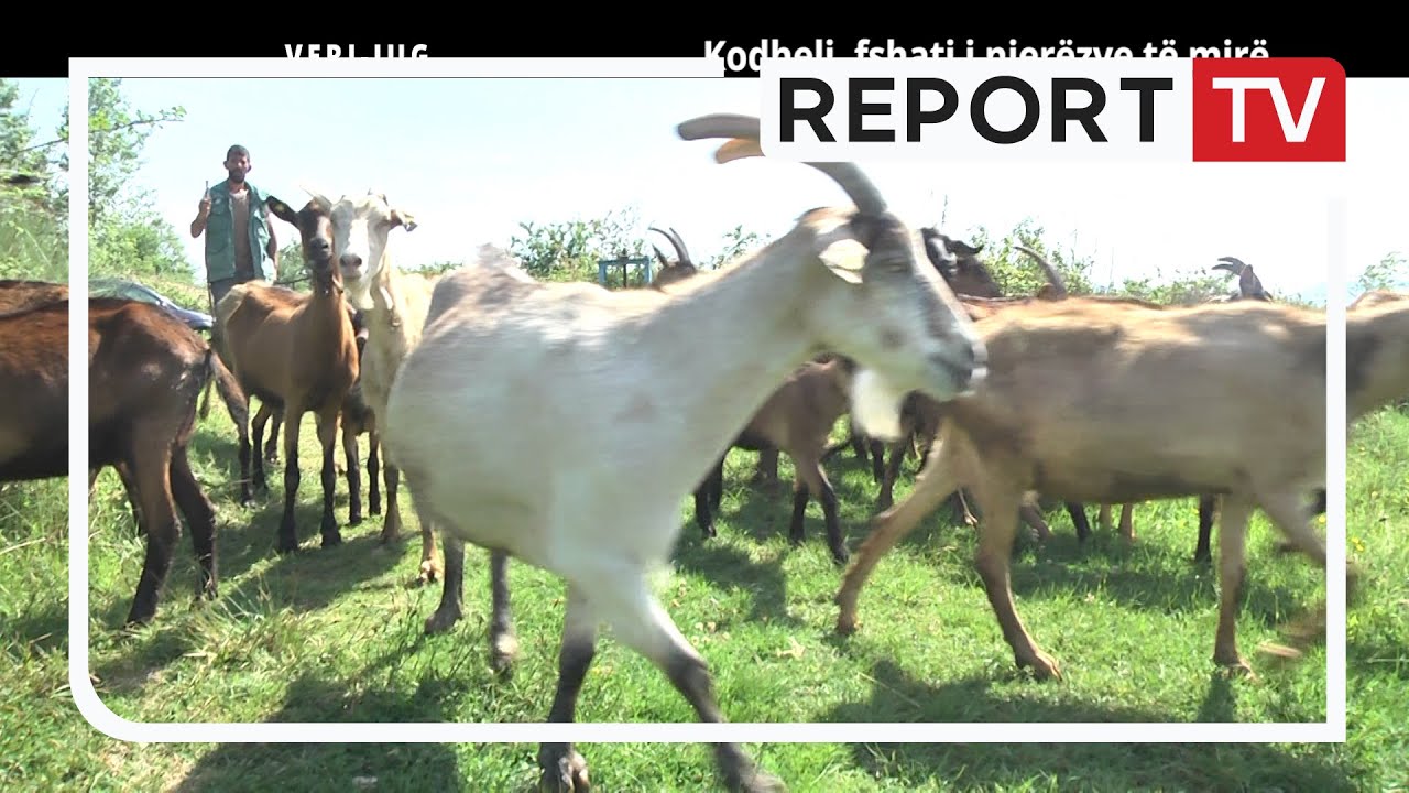 Report Tv, Veri Jug - Kodheli, fshati i njerëzve të mirë (29.05.2022)