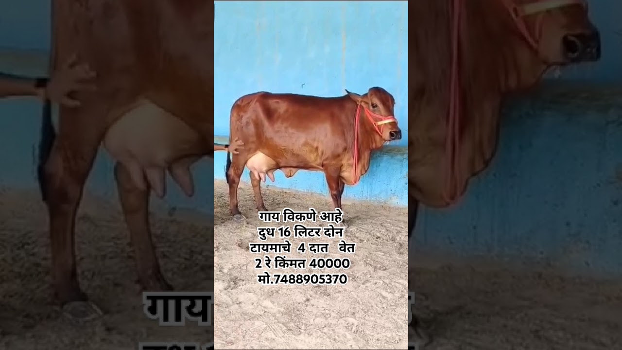 Sahiwal Cow For Sale 📞 7488905370 #sahiwal #hfcow #gircow #cow #buffalo #dairyfarm #video #viral
