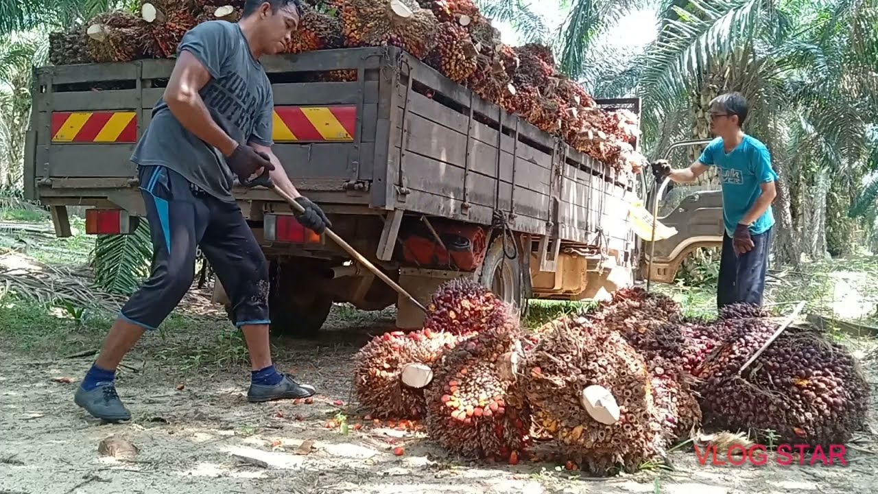Loding buah sawit di Malaysia kawasan Felda keratong enam Pahang 🇮🇩🇲🇾